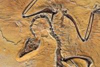 Archaeopteryx (détail 2) - Jurassique supérieur (Solnhofen, Bavière, Allemagne)